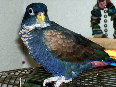 Pionus chalcopterus 